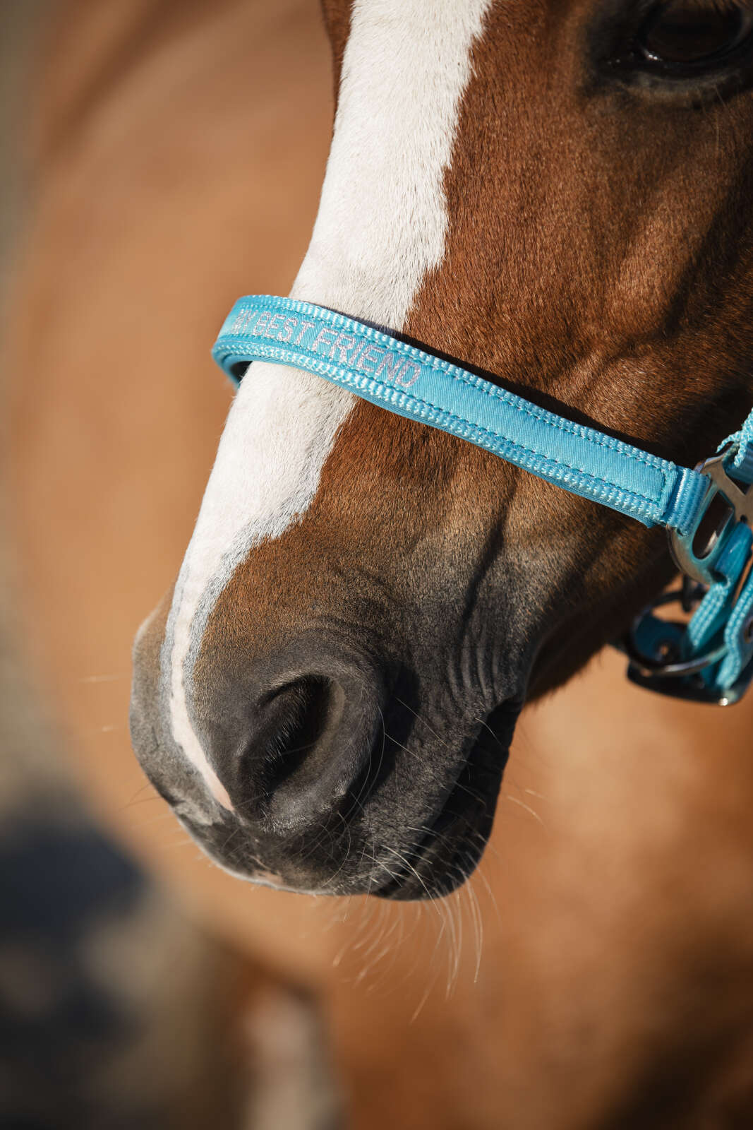 Horse Guard Malva grime "My Best Friend"