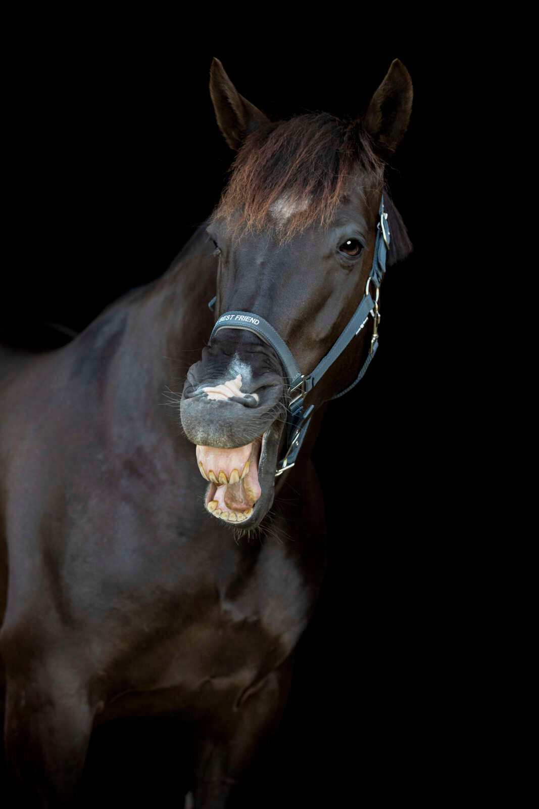 Horse Guard Malva grime "My Best Friend"