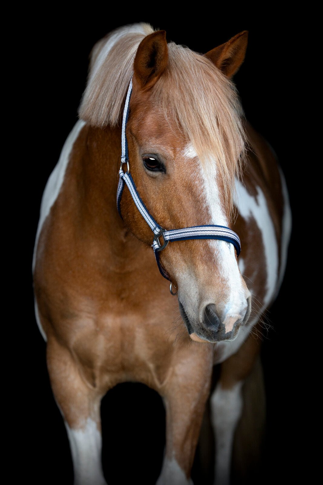 HorseGuard Mascha halter - Unamari