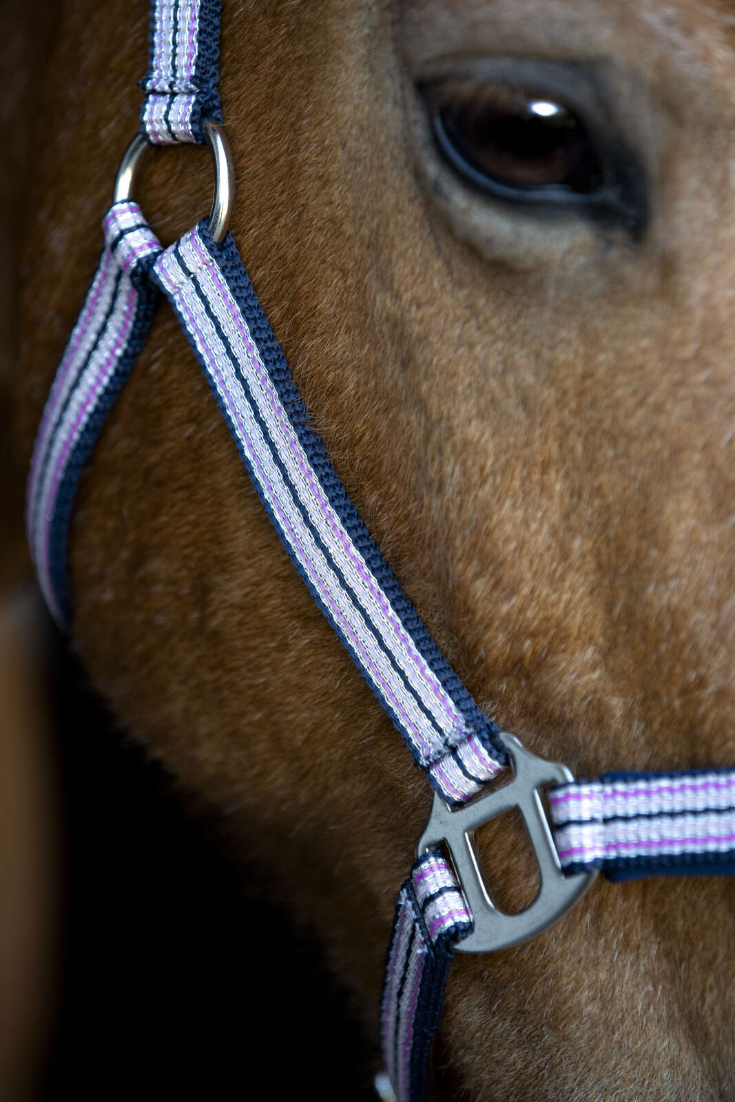 HorseGuard Mascha halter