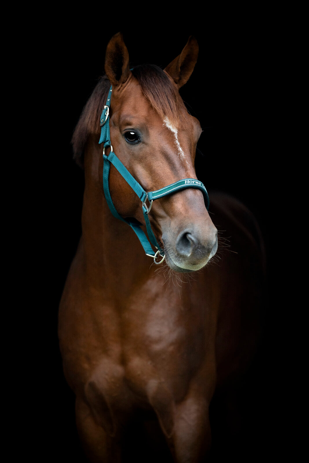 Horse Guard Sandra halter