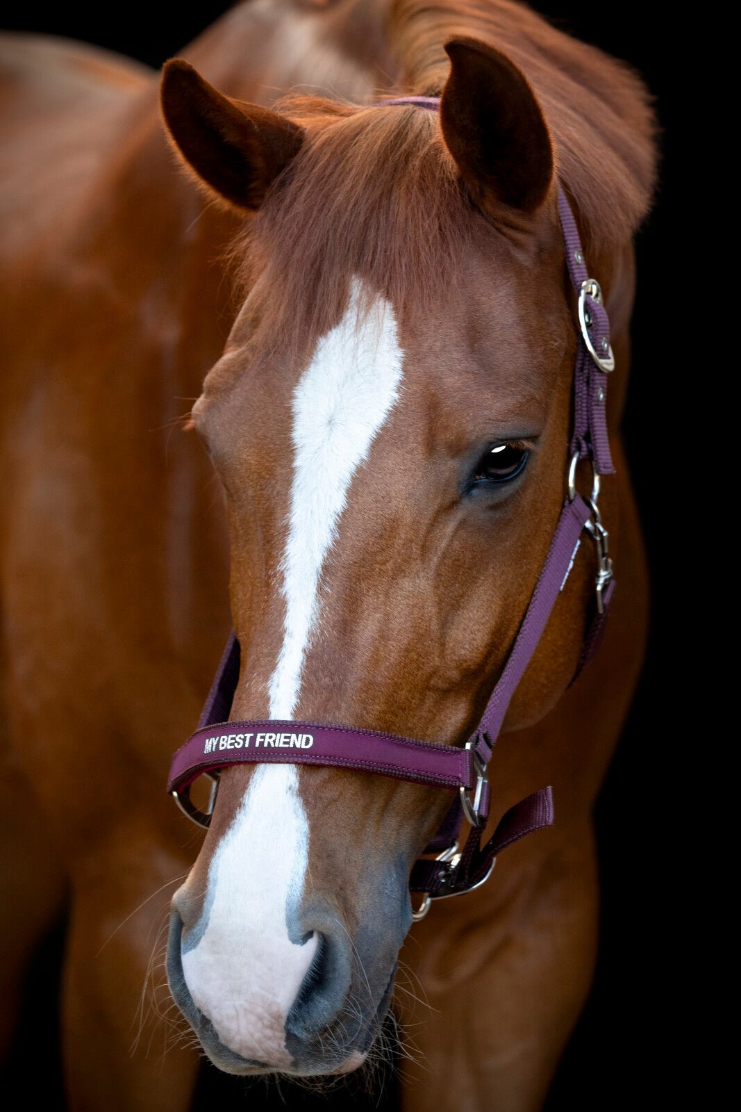 Horse Guard Malva halter "My Best Friend" - Unamari