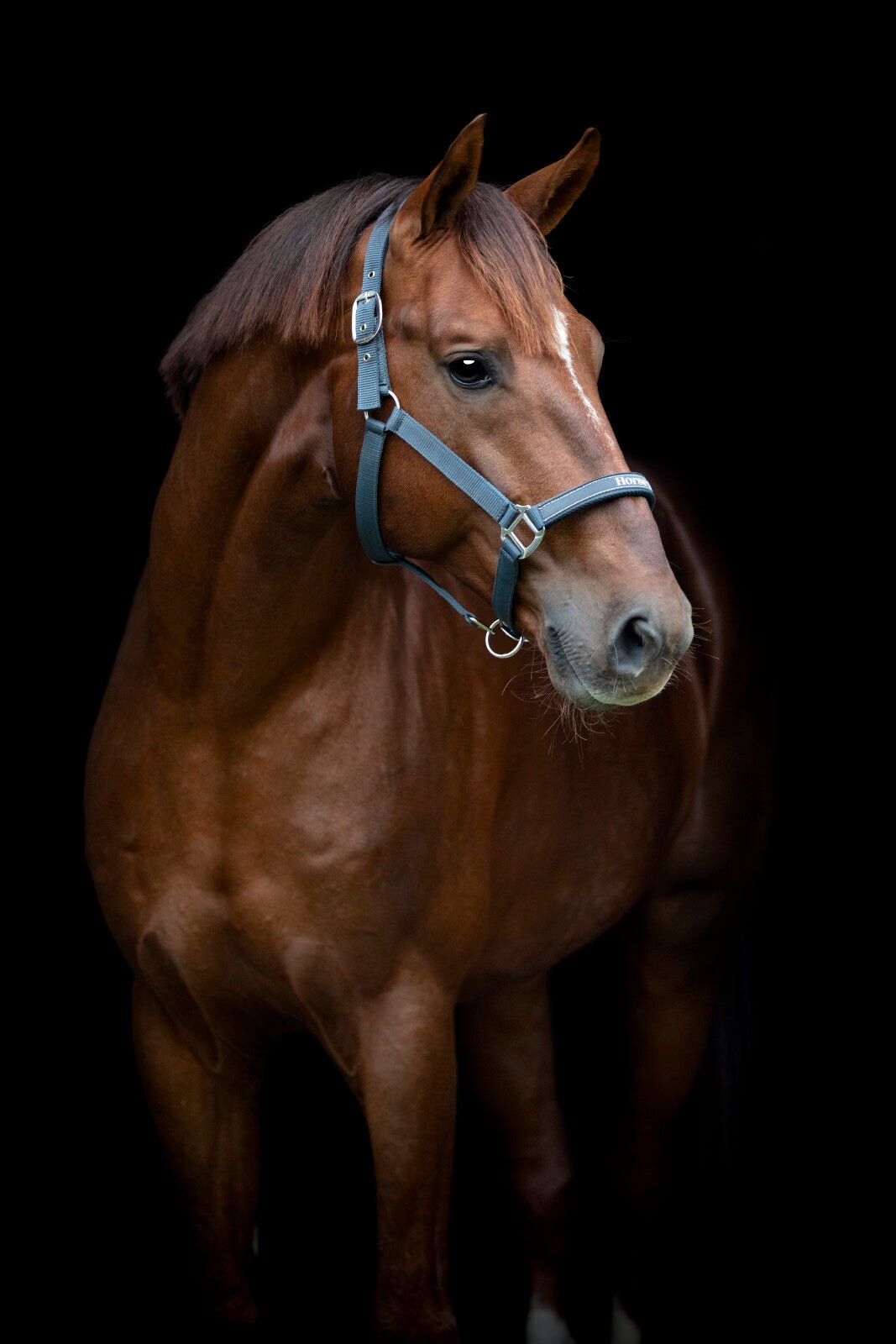 Horse Guard Sandra halter - Unamari