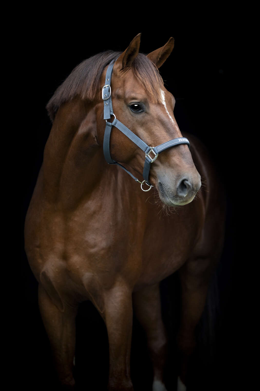 Horse Guard Sandra halfter