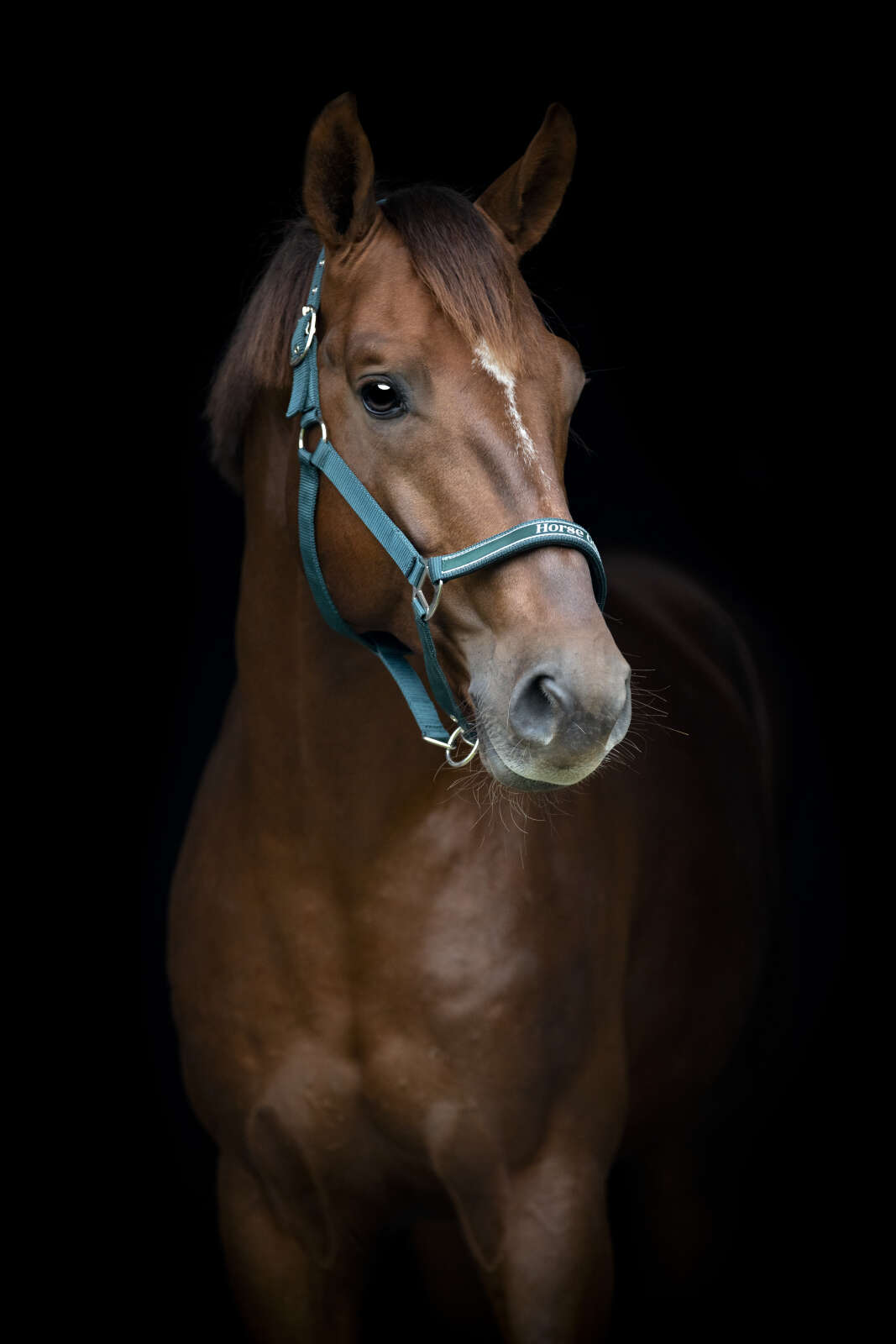 Horse Guard Sandra halter