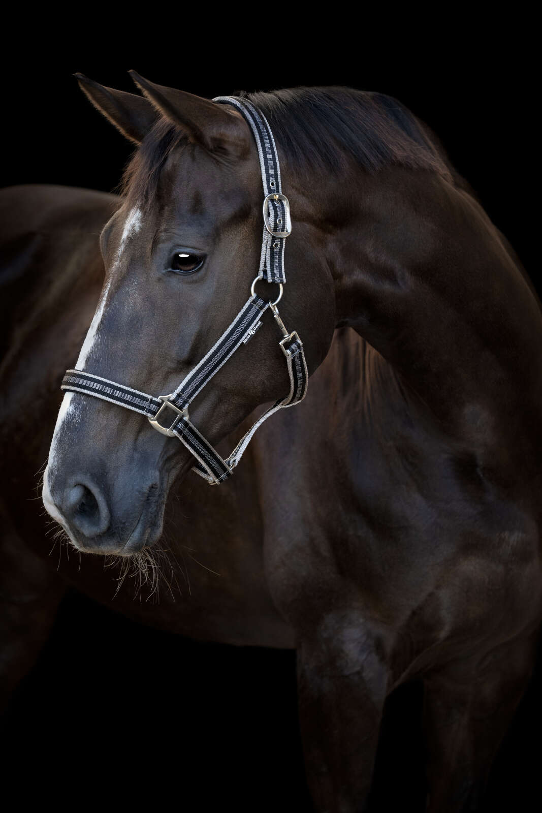 HorseGuard Taro halter
