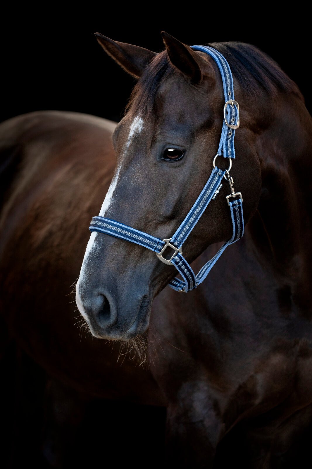 HorseGuard Taro halter - Unamari