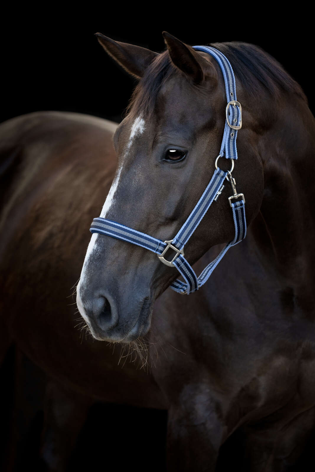 HorseGuard Taro halter