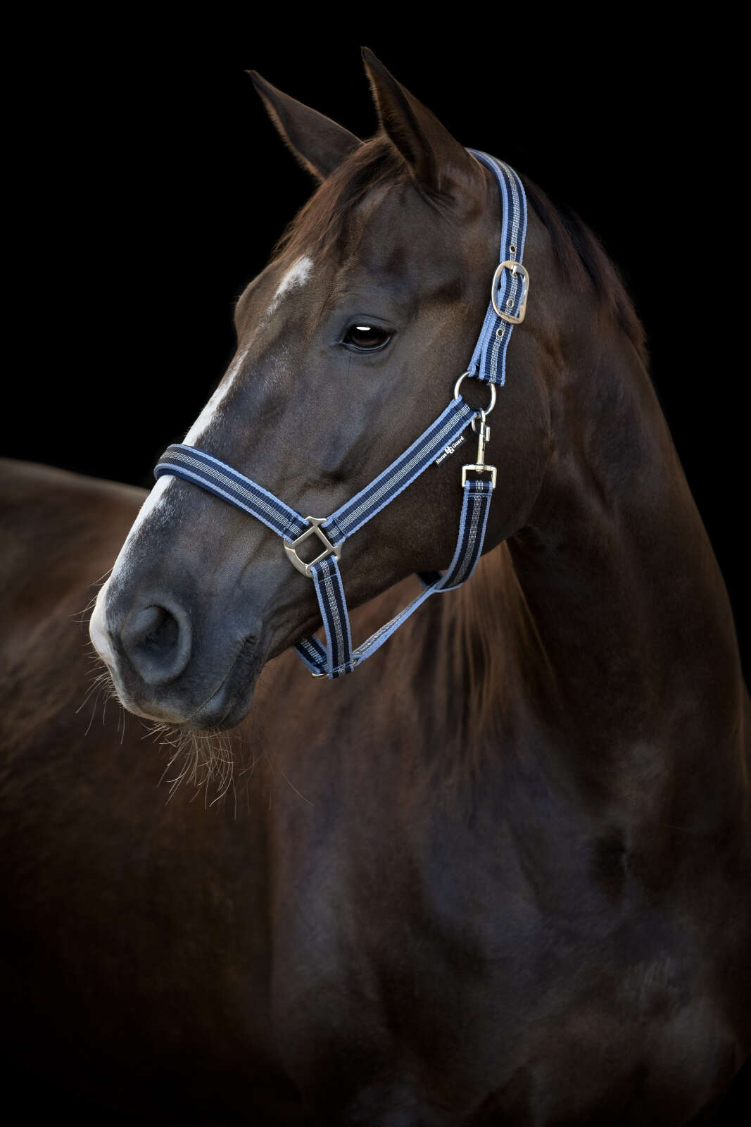 HorseGuard Taro grimma