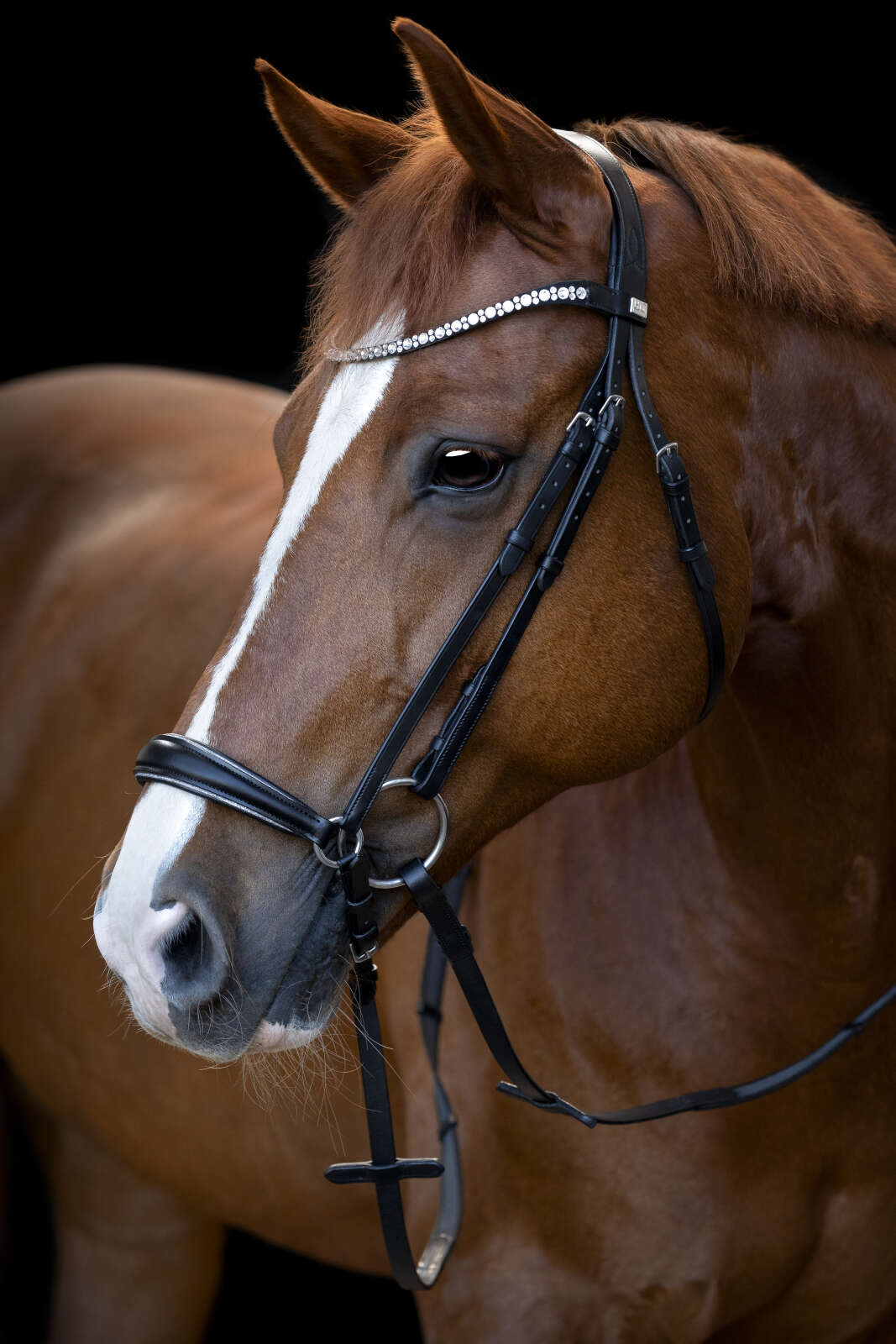 Horse Guard Cryll 25.1 bridle with drop noseband