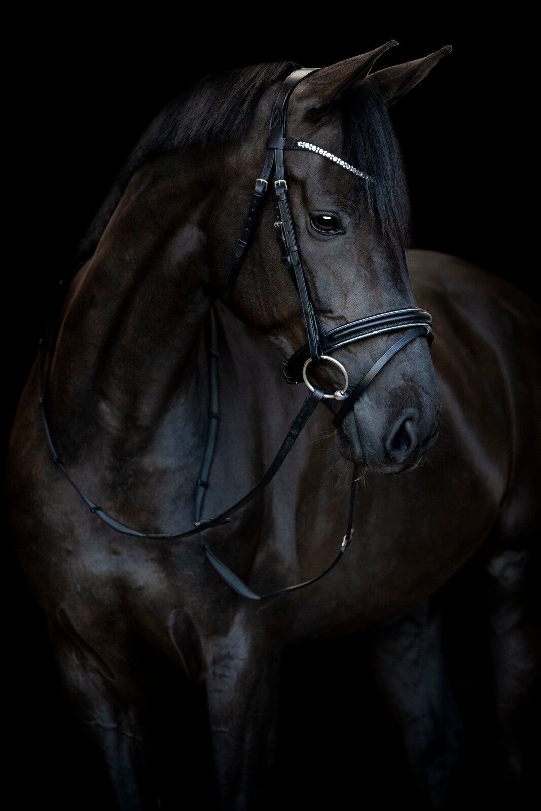 HorseGuard Emi 25.1 bridle with combined noseband - Unamari