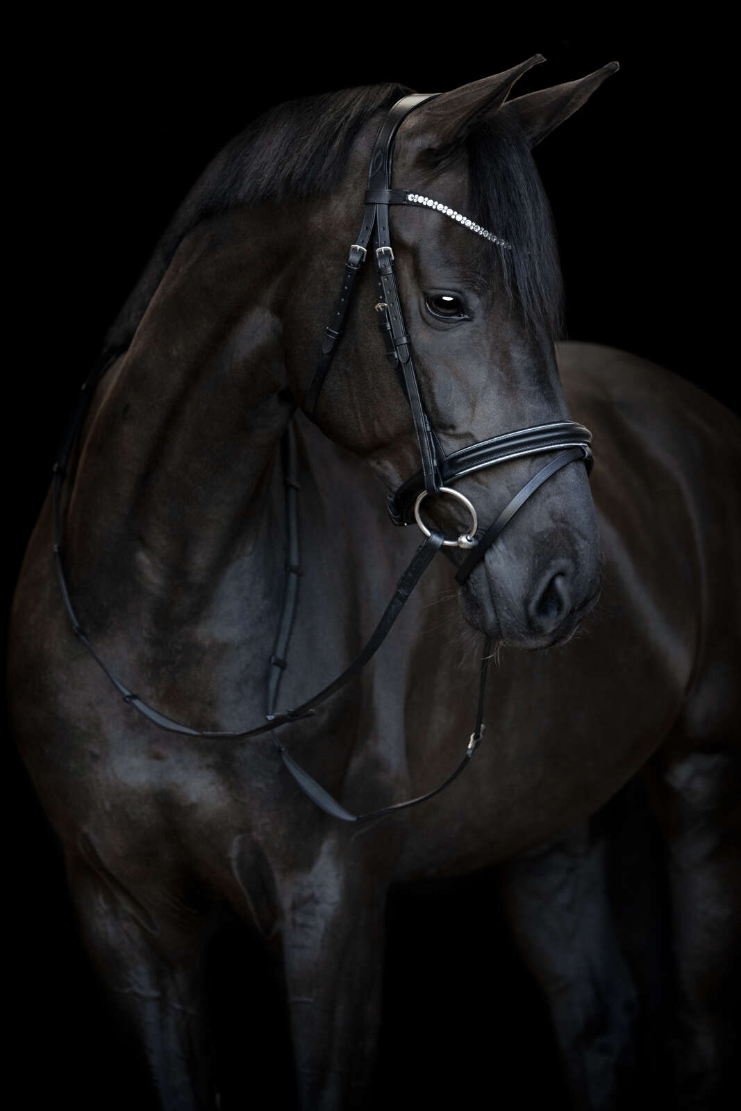 HorseGuard Emi 25.1 trense med kombineret næsebånd