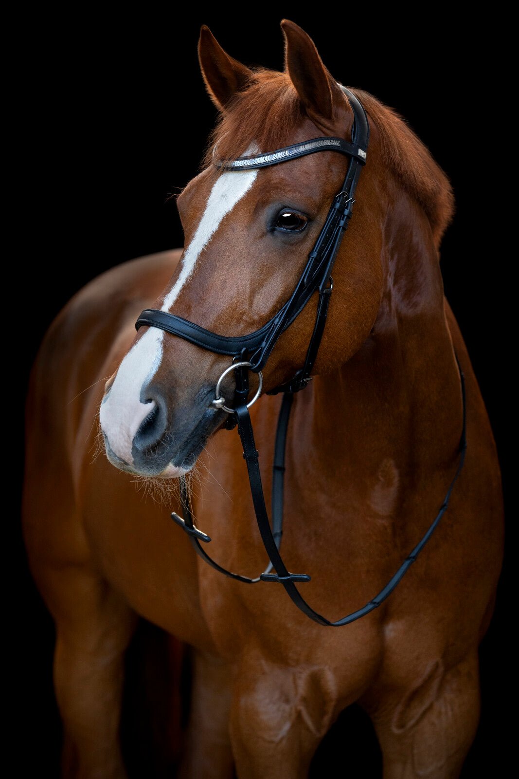 HorseGuard Tine anatomic bridle - Unamari