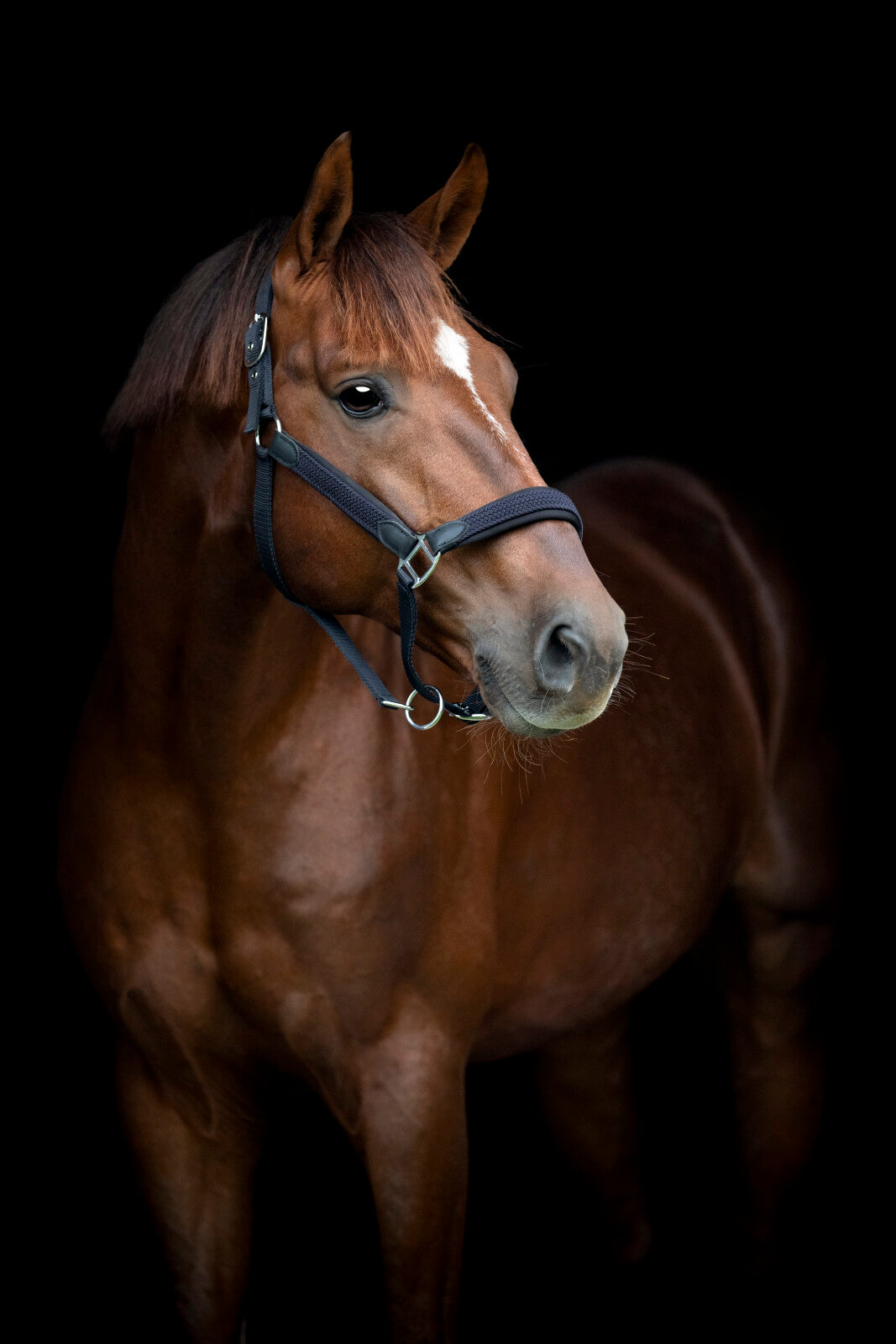 HorseGuard Vardia grimma med flätad detalj