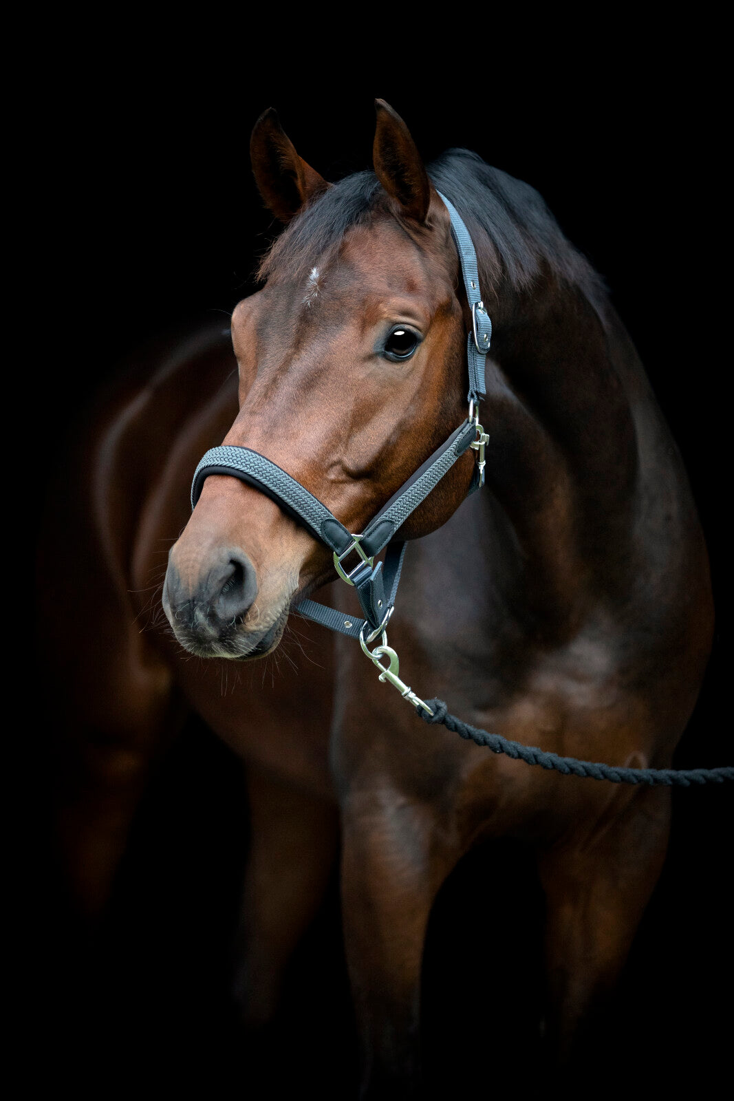 HorseGuard Vardia grimma med flätad detalj