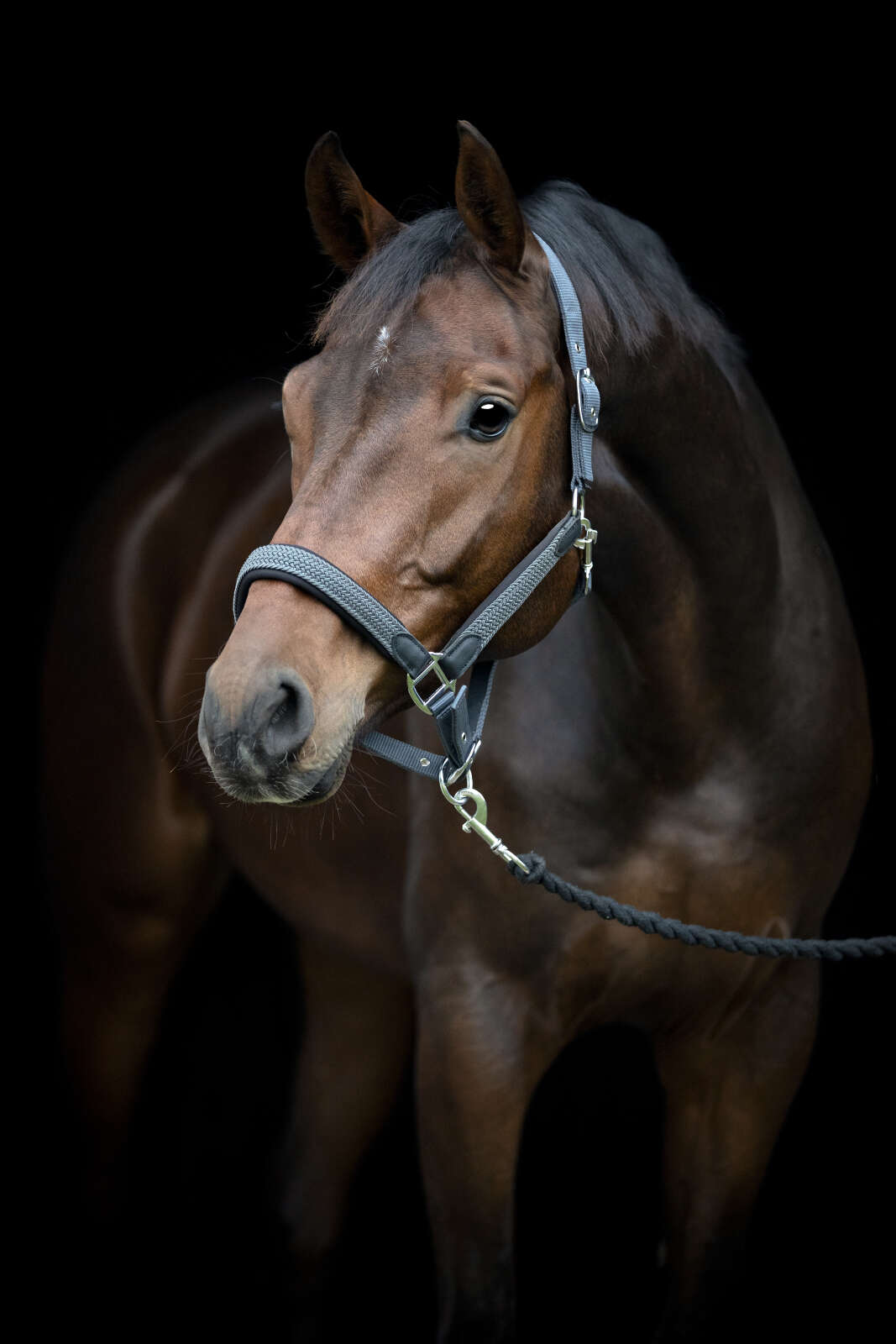 HorseGuard Vardia grime med fletdetaljer