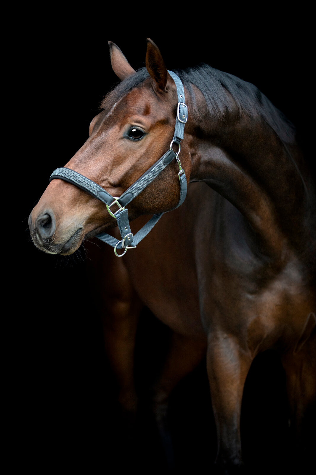 HorseGuard Vardia grimma med flätad detalj