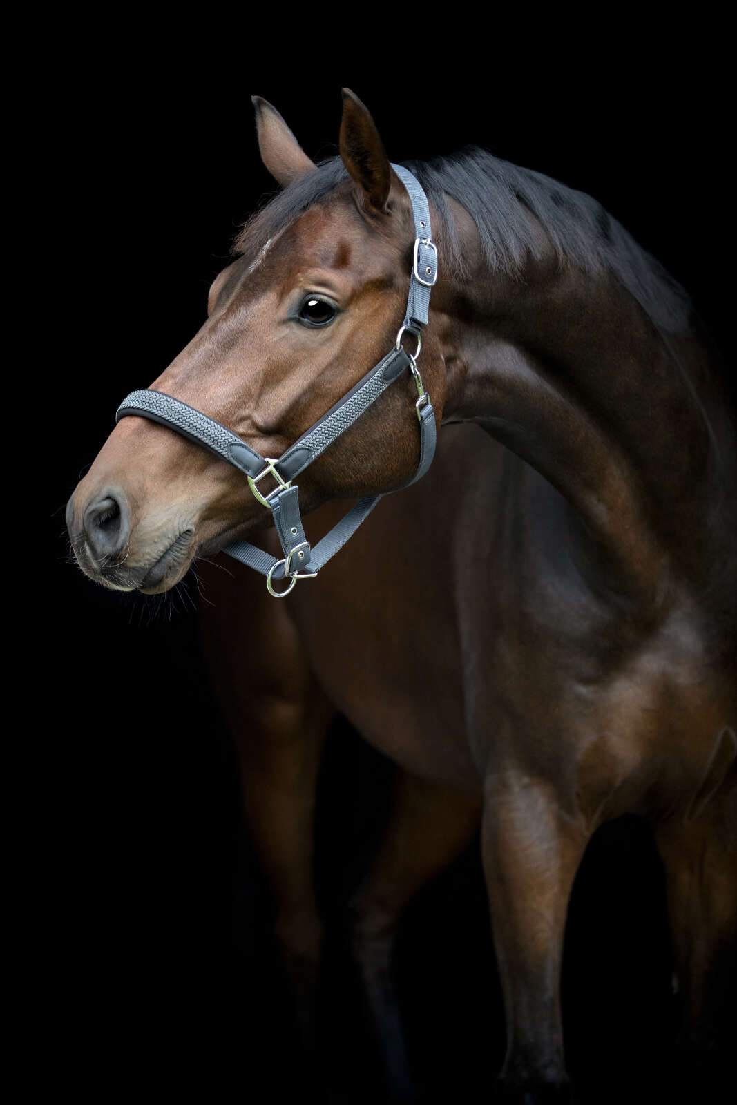 HorseGuard Vardia grime med fletdetaljer