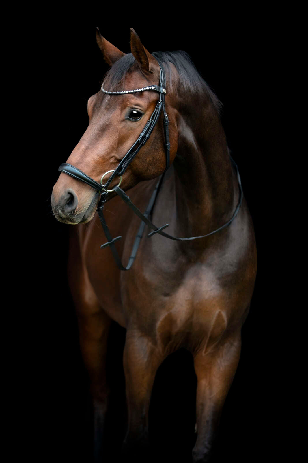 Horse Guard Cryll 25.2 bridle w/drop noseband