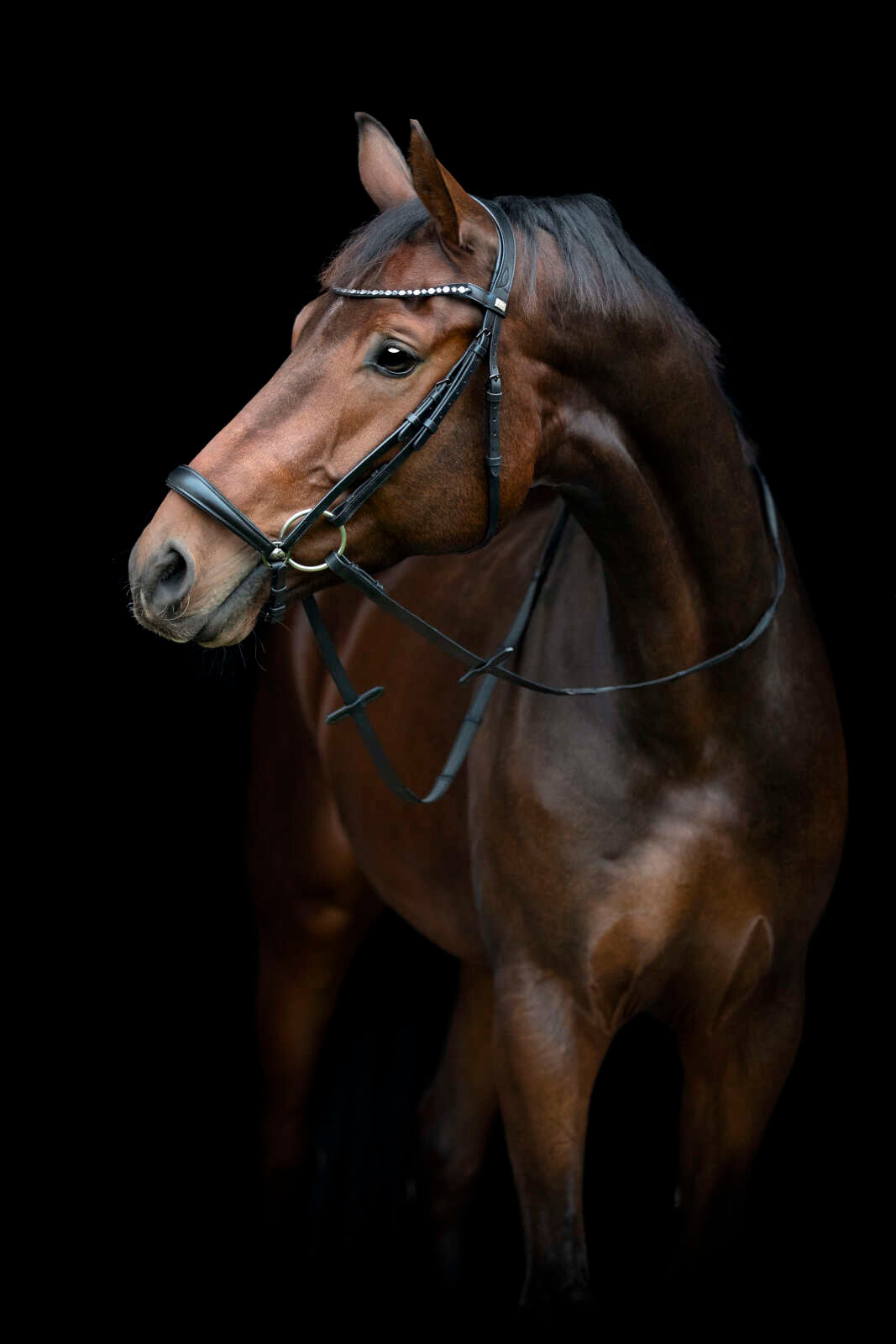 Horse Guard Cryll 25.2 bridle w/drop noseband