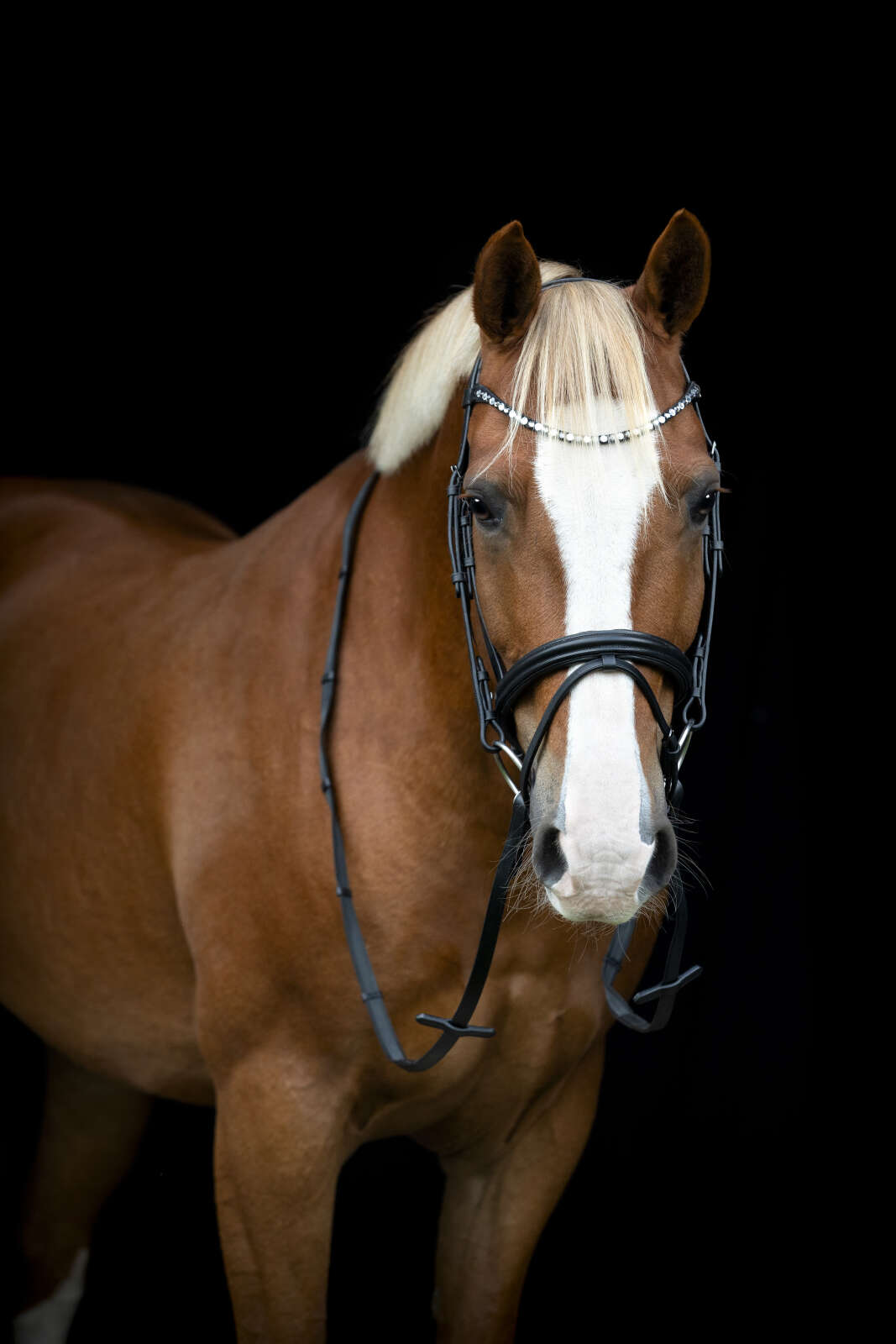 HorseGuard Emi 25.2 bridle w/combined noseband