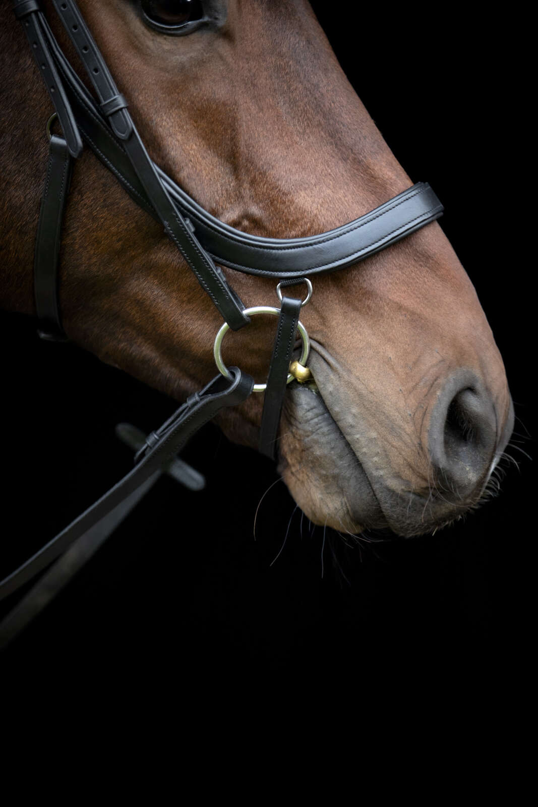 HorseGuard Vinja anatomic bridle