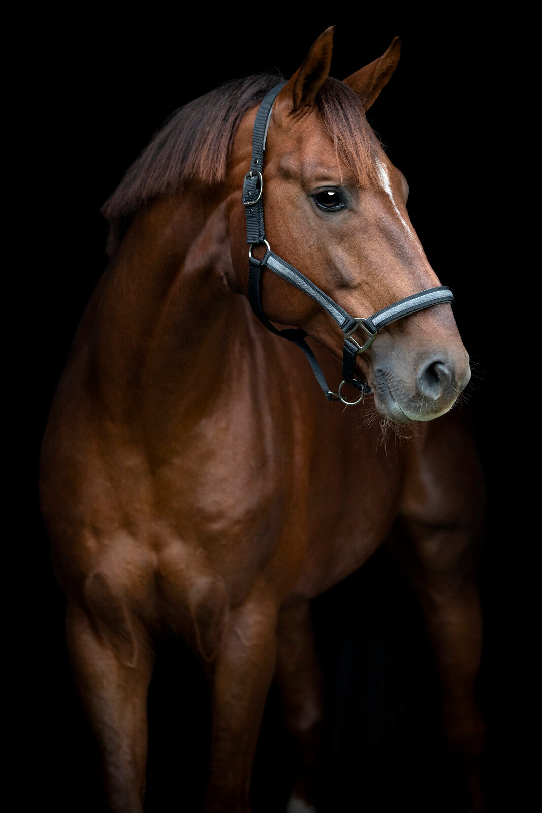 HorseGuard Virna grime