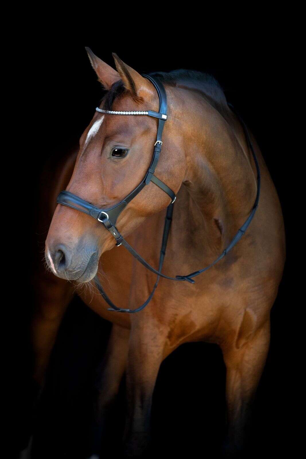 Horse Guard bitless bridle