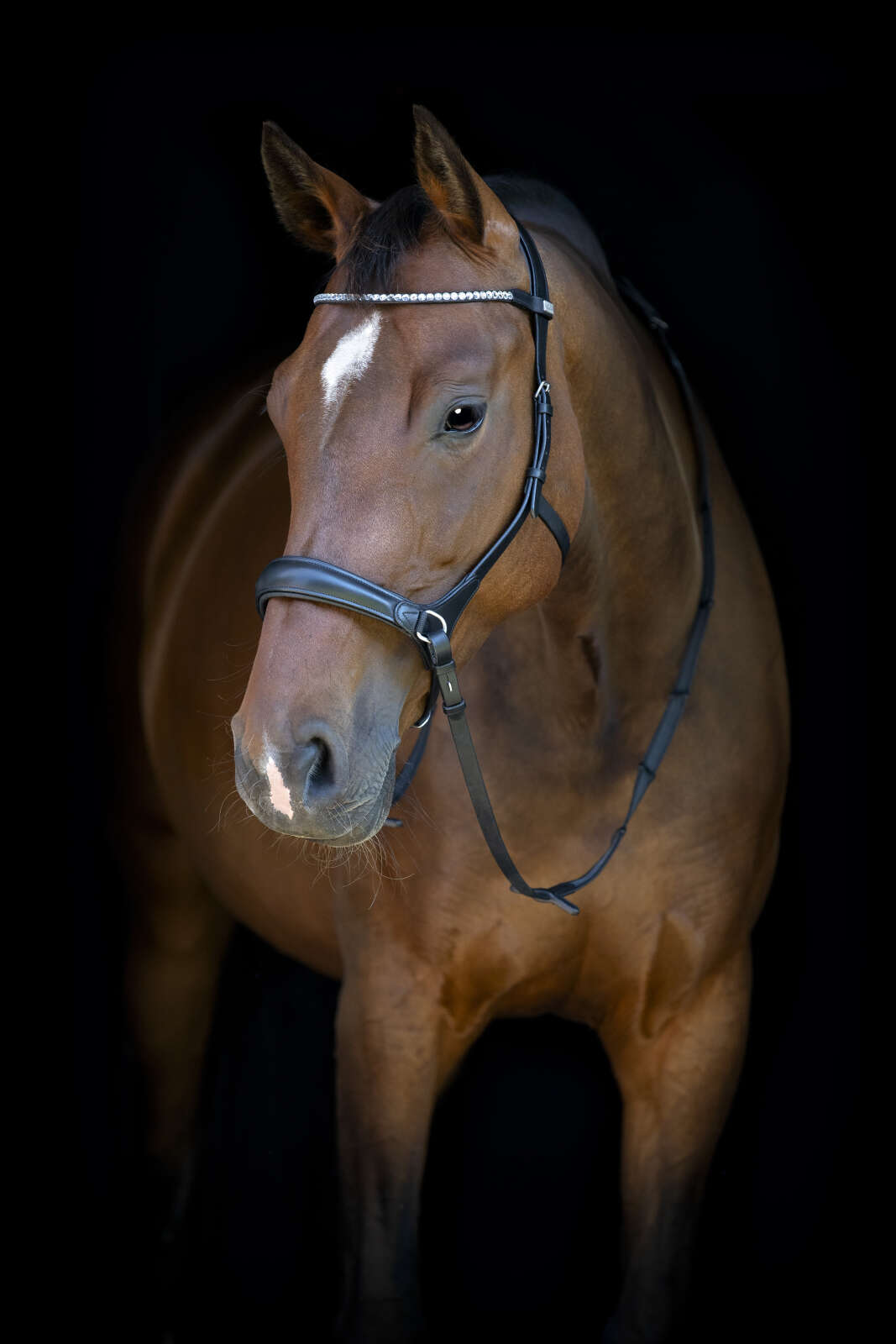 Horse Guard bitless bridle