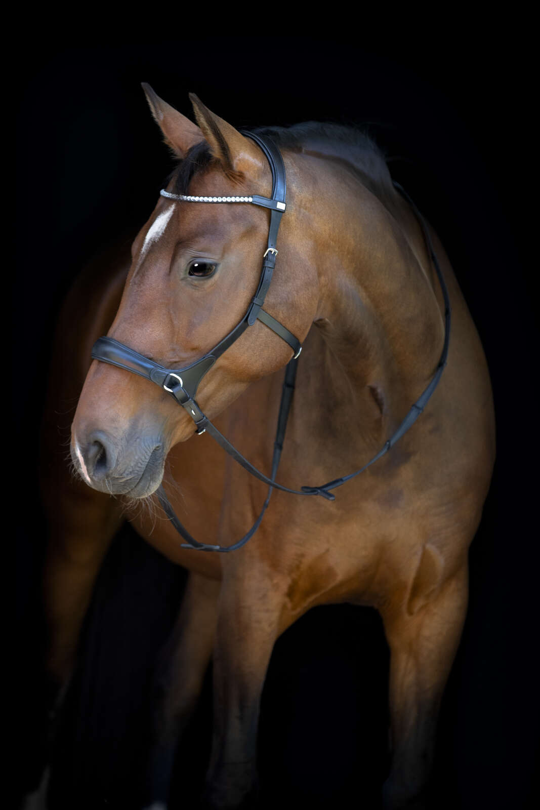 Horse Guard bitless bridle