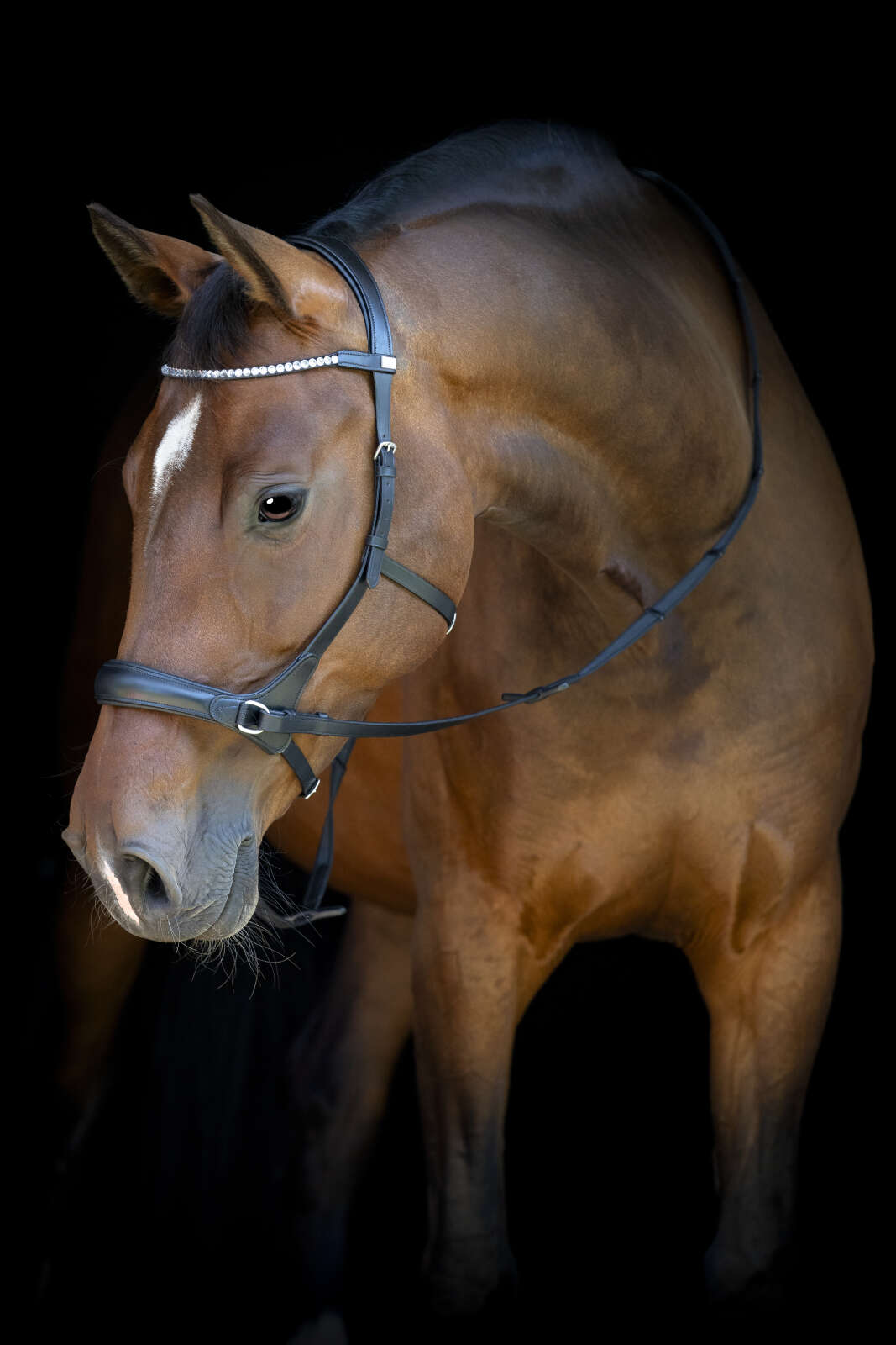 Horse Guard bitless bridle