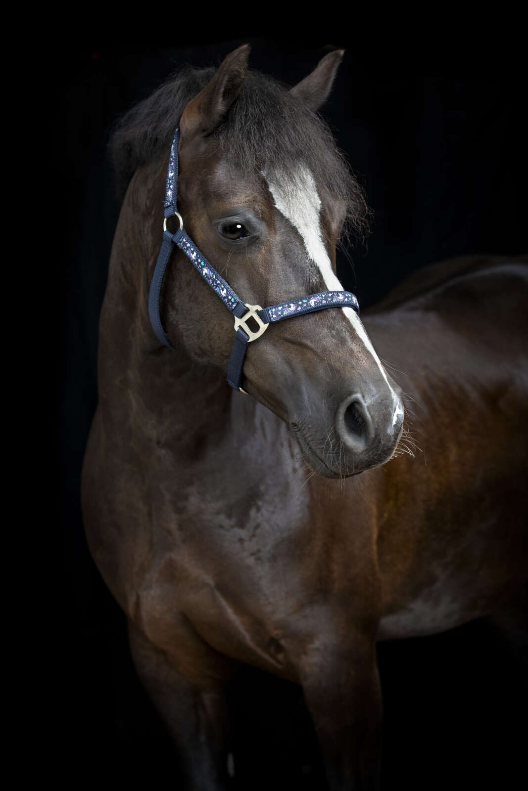 Horse Guard Fantasy halter
