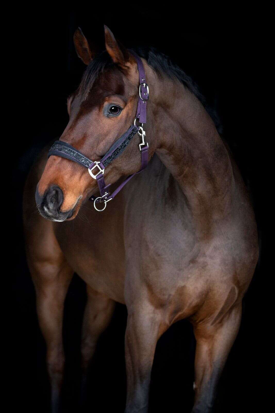Horse Guard Angel grimma med glitter