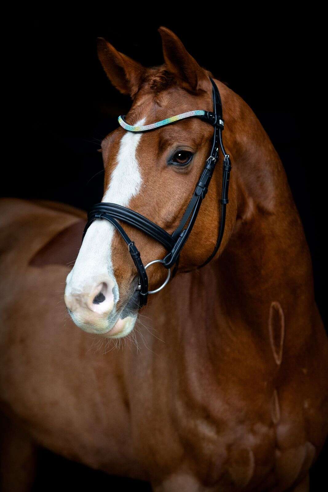 Horse Guard Rainbow pannband