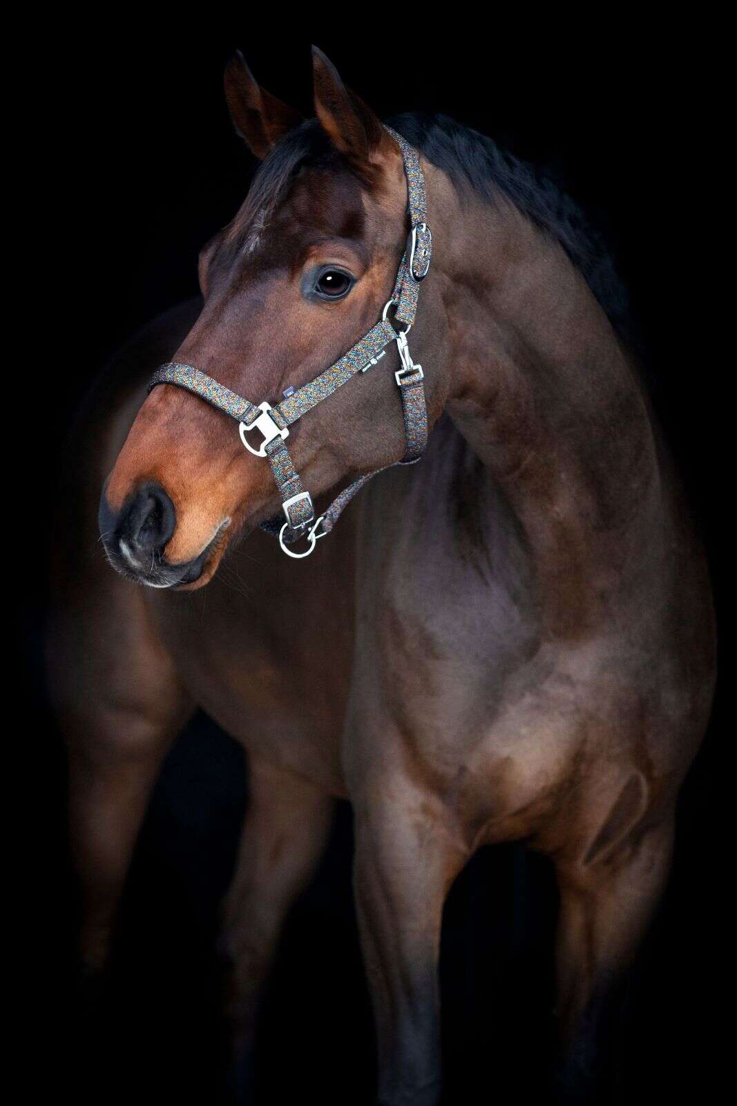 Horse Guard Jacksonville glimmergrime