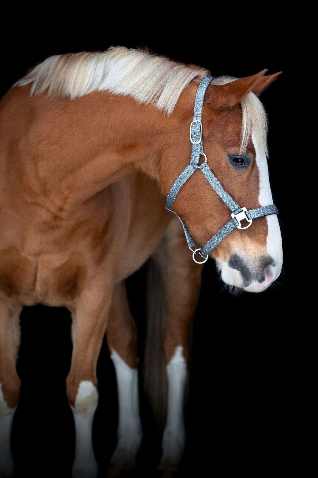 Horse Guard Jacksonville grimma