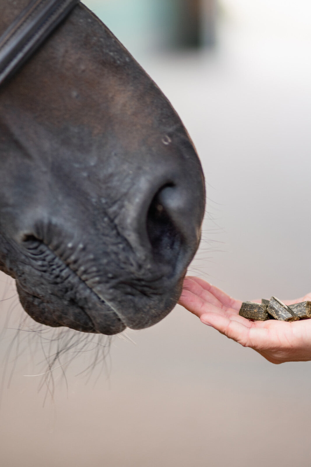 Bense & Eicke treats happies rosehip & flaxseed, 1 kg