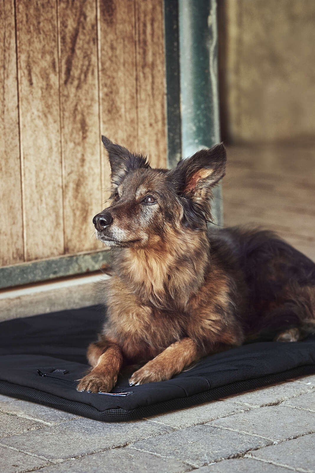 Catago FIR-Tech Pro varmende hundepude