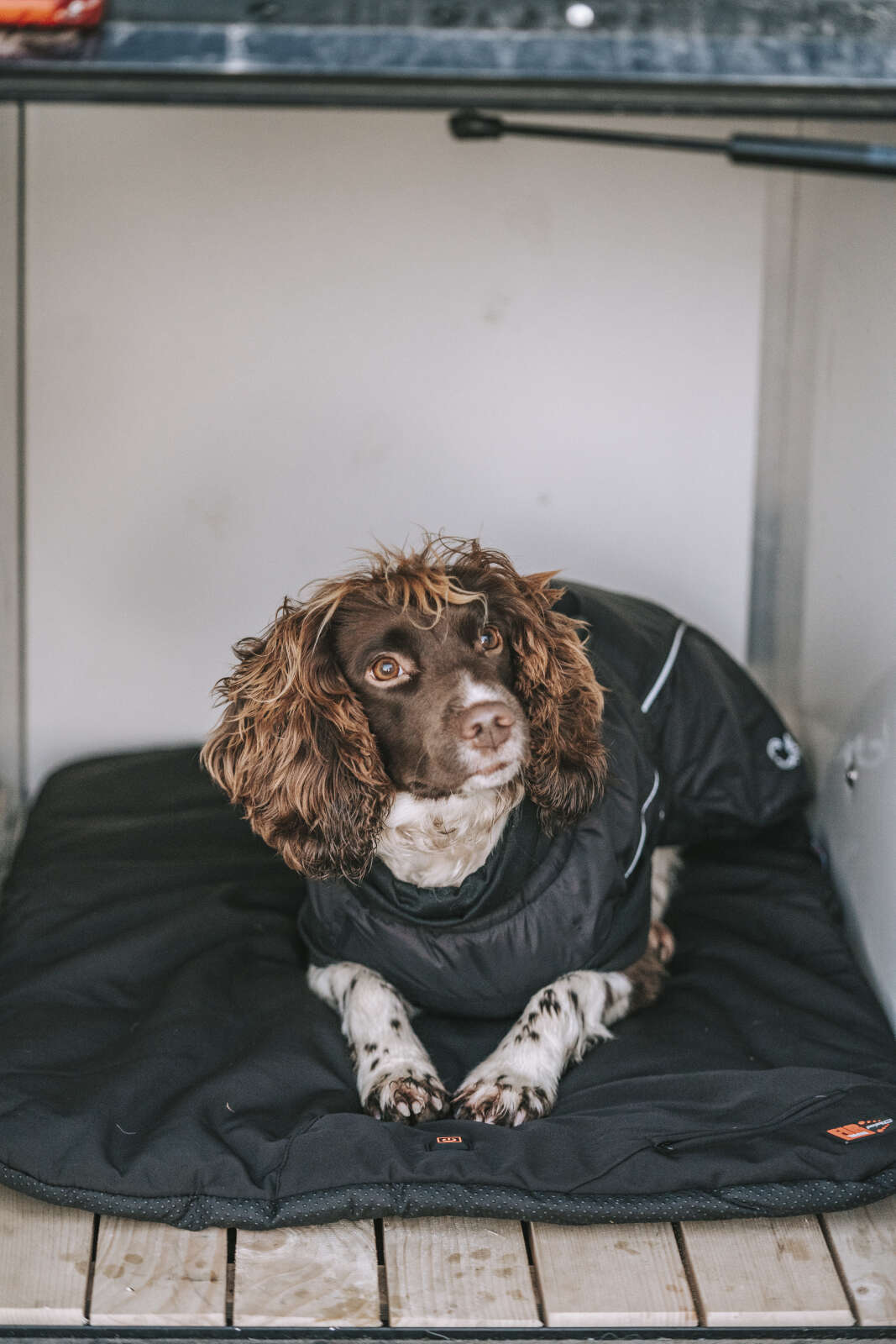 Catago FIR-Tech Pro varmende hundepude