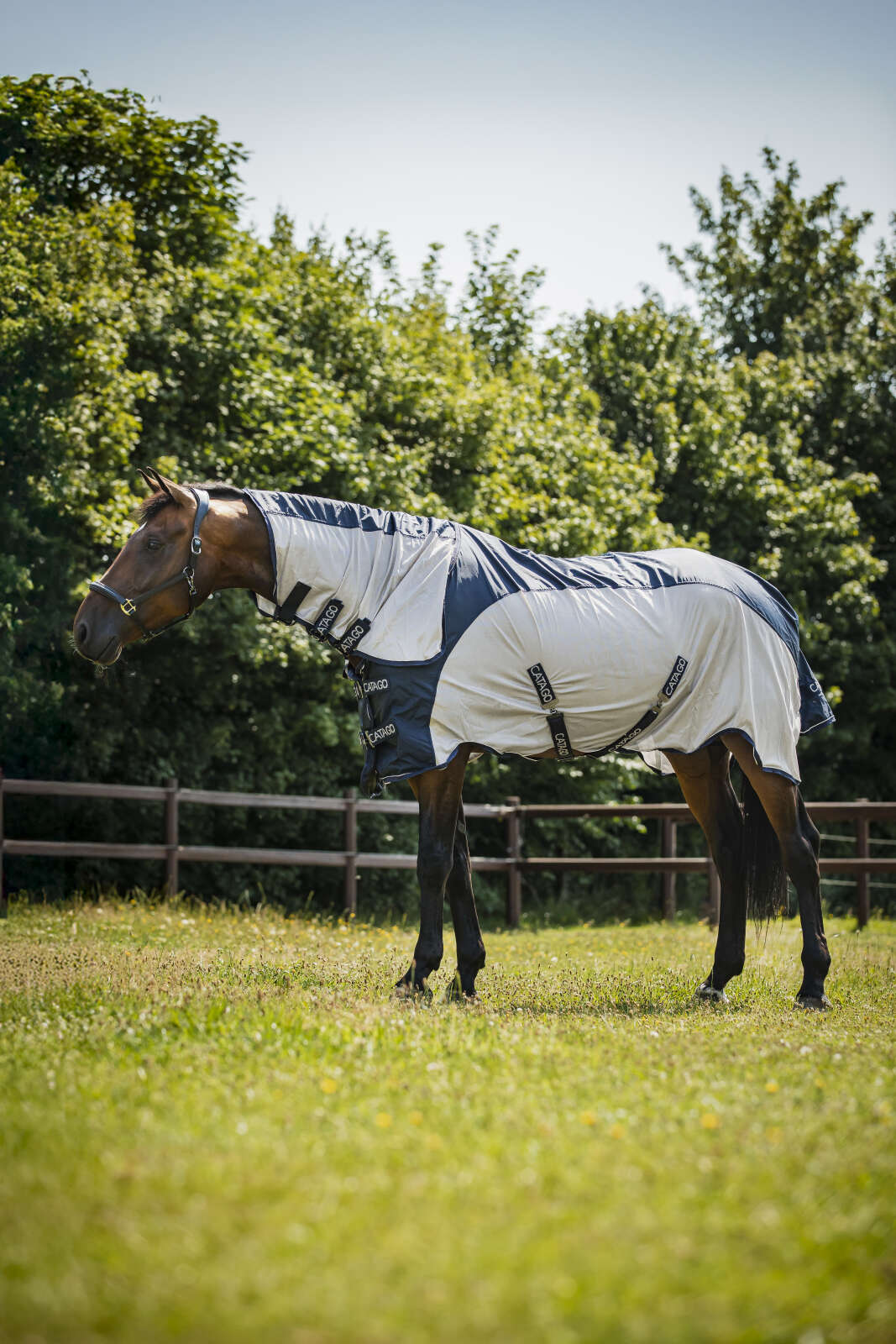 Catago Taylin Regen und Fliegendecke