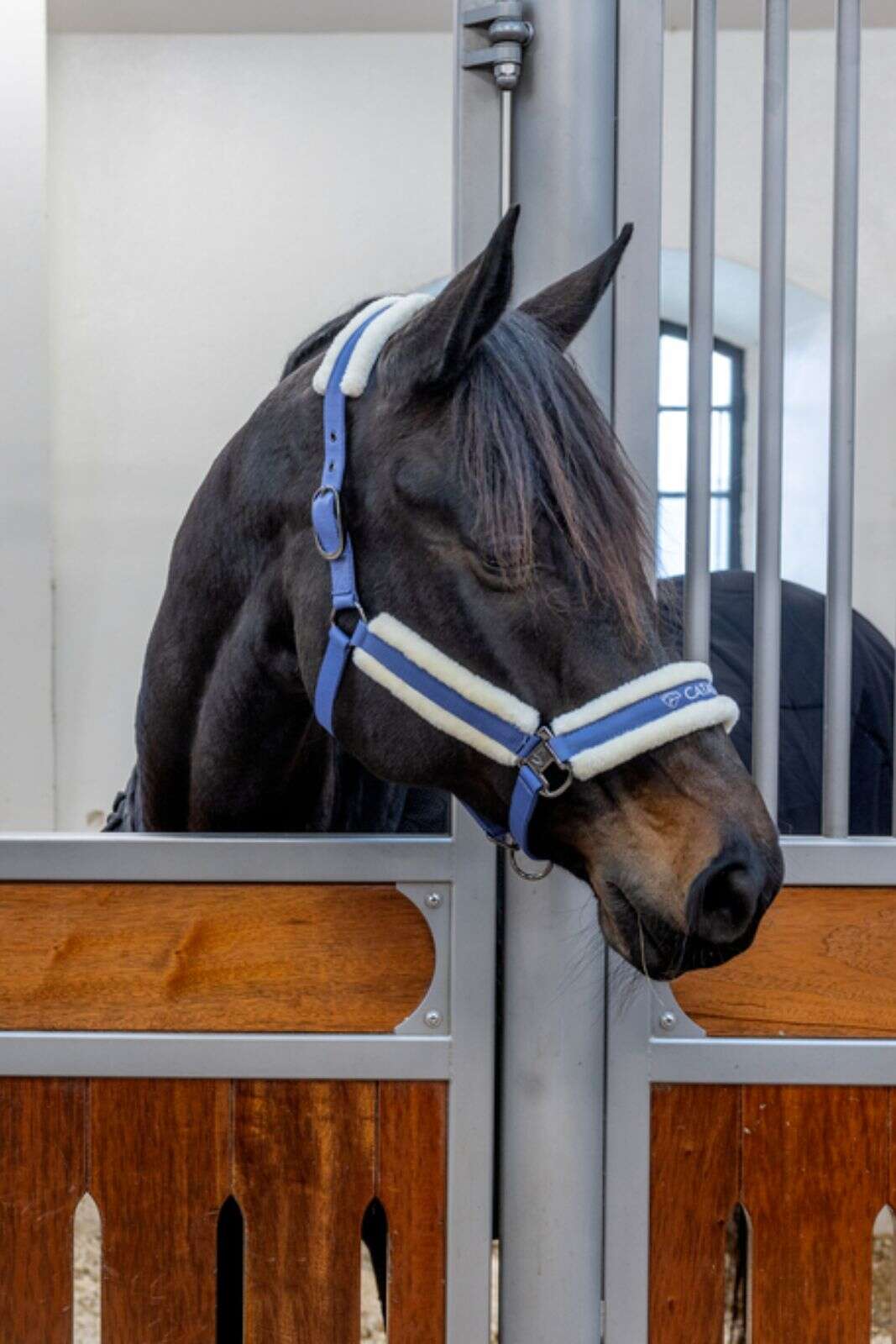 Catago Trace halter