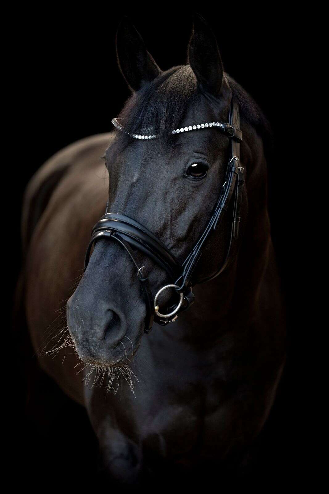 CATAGO Tori Bridle with crystal browband