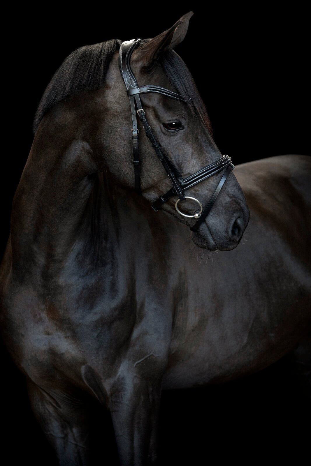 CATAGO Torina Bridle - Unamari