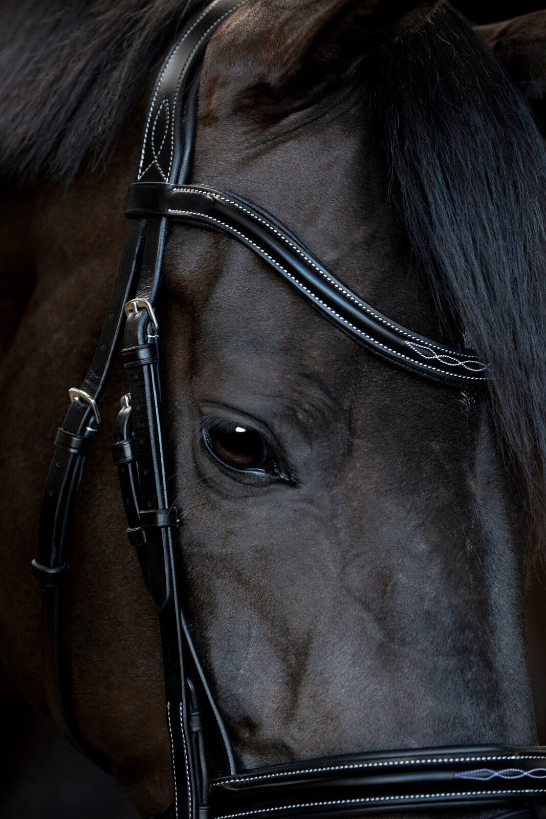 CATAGO Torina Bridle - Unamari