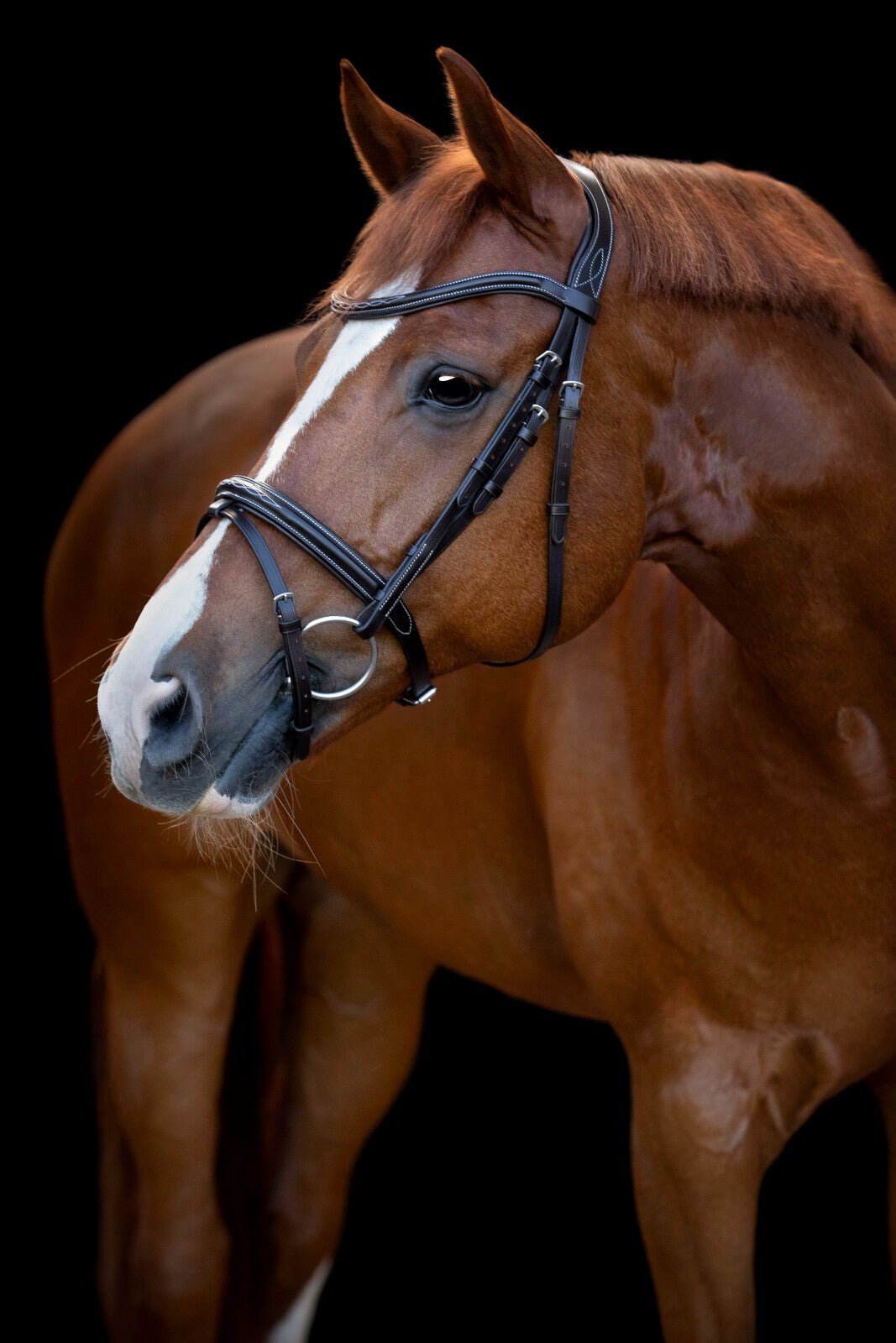 CATAGO Torina Bridle - Unamari