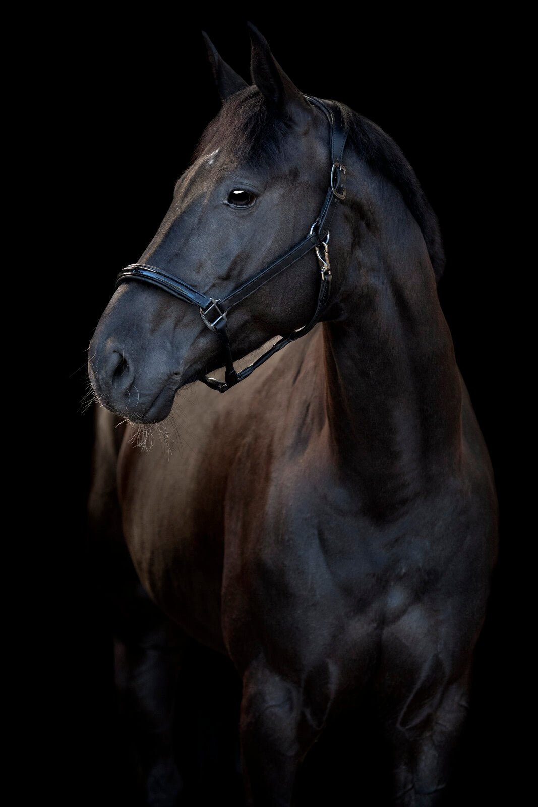 CATAGO Novi 25.1 halter - Unamari