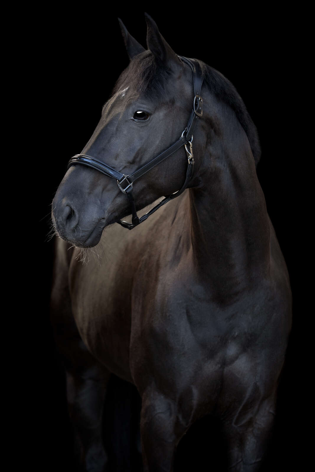 CATAGO Novi 25.1 halter