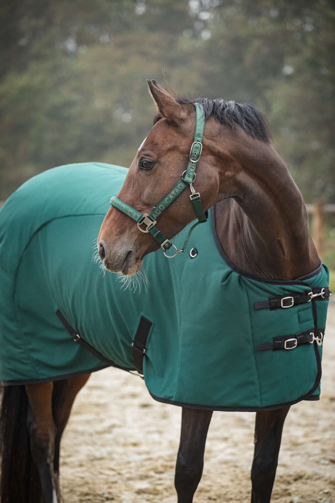 CATAGO FIR-Tech Decke