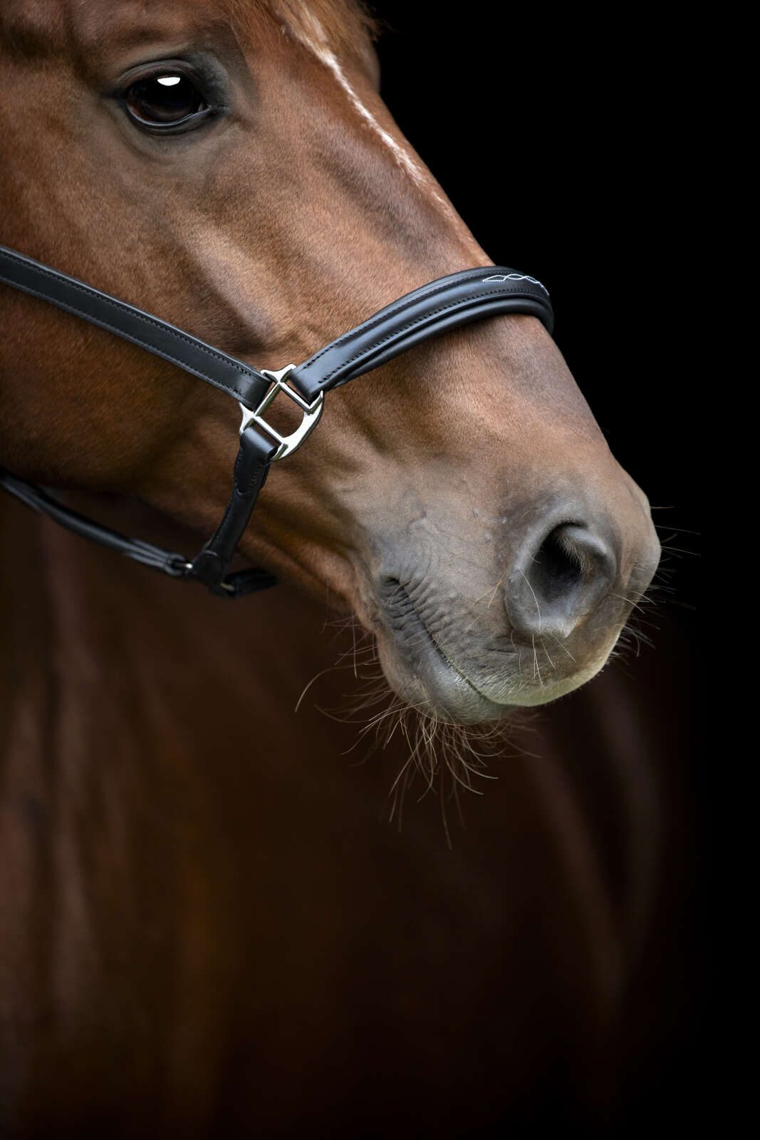 CATAGO Novi 25.2 Lederhalfter