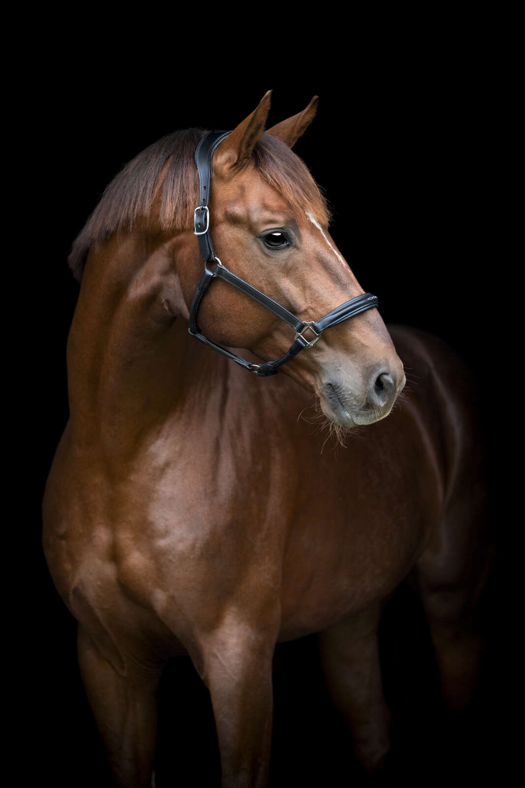 CATAGO Novi 25.2 læder grime